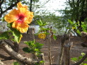 Thumbnail for Flower